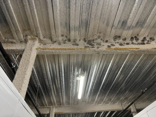 Top Strategies for Preventing Mold Growth in Commercial Facilities