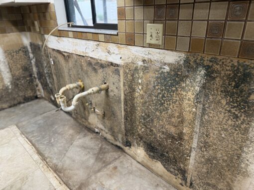 Understanding Mold Inspection and Remediation Laws in Florida
