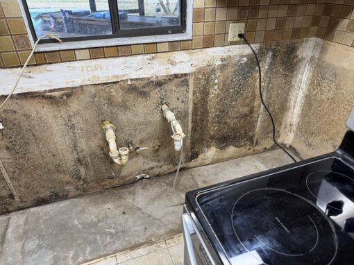 Mold Sickness: Symptoms, Causes, and Who’s at Risk