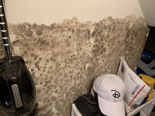 Mold and Real Estate: What Buyers and Sellers Need to Know