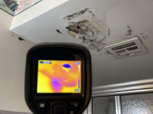 How Do I Know If I Have Mold in My Home?