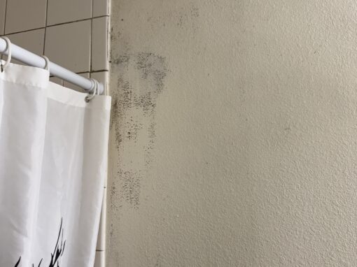 Mold on Your Shower Curtain: What It Means and How to Handle It