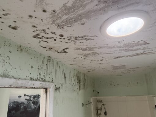 Mold vs. Mildew: How to Tell the Difference and What to Do About It