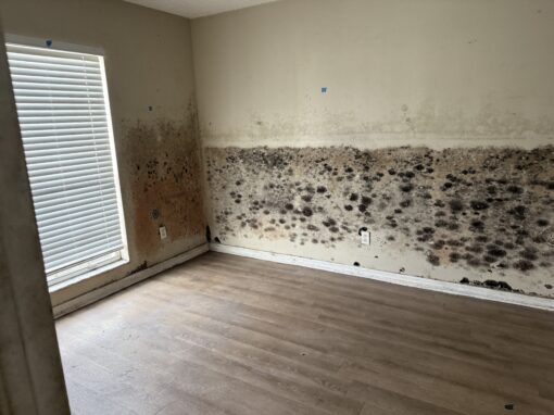 6 Clear Signs of Black Mold in Your Tampa Bay Area Home