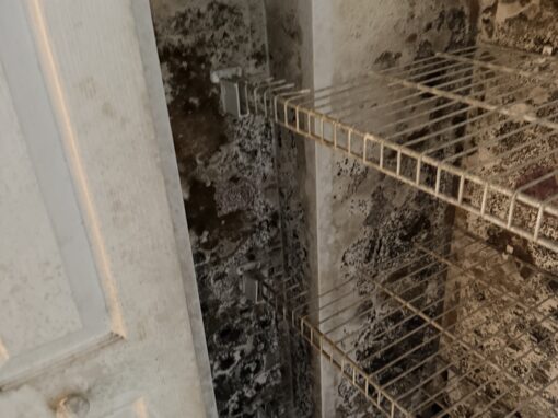 Black Mold Removal: A Realtor’s Guide to Saving the Deal