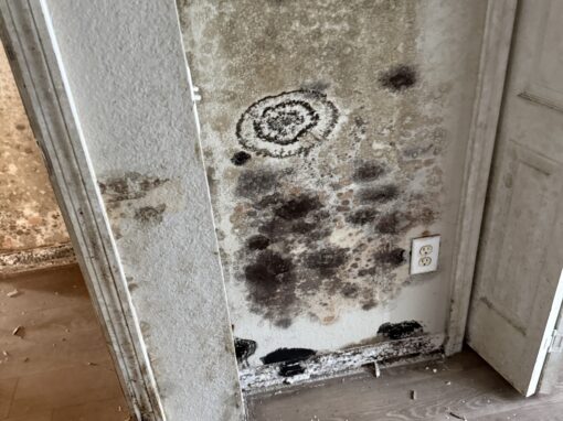 How Expensive Is Mold Remediation?