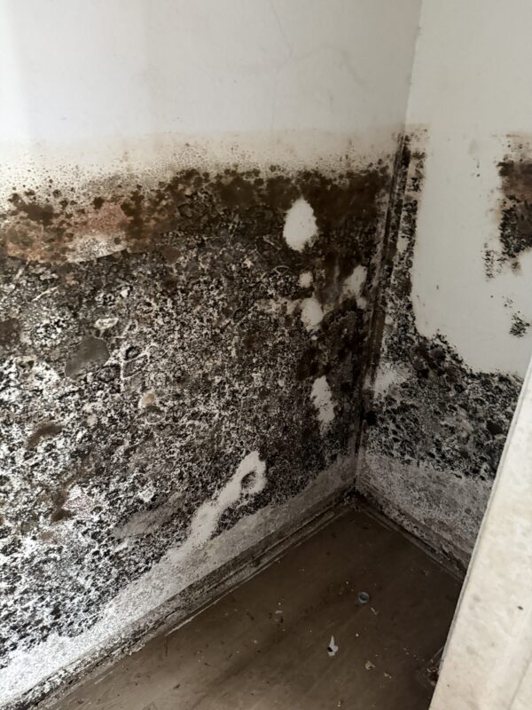 Health Effects of Black Mold | What You Need to Know