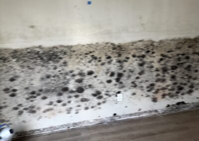 Mold Remediation
