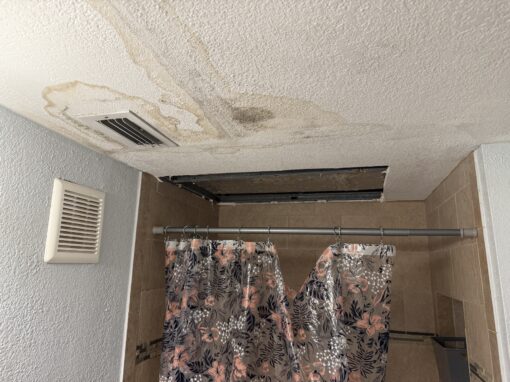 How Long It Takes Mold from Water Damage to Grow?