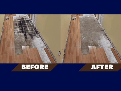 Mold Remediation In Clearwater Florida | Expert Tips for a Mold-Free Home