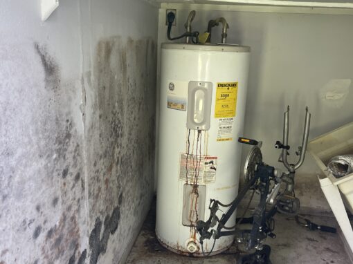 Mold Myths Debunked: Separating Fact from Fiction