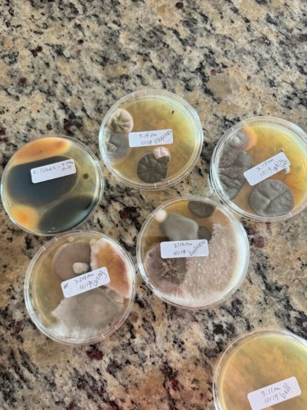 Can I Do Mold Testing Myself?